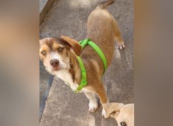 Valerio, a.d.Tierschutz, sucht Happy-Home