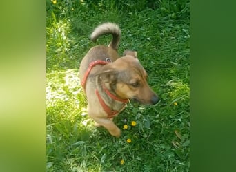 Nano, a.d.Tierschutz, sucht Happy-Home