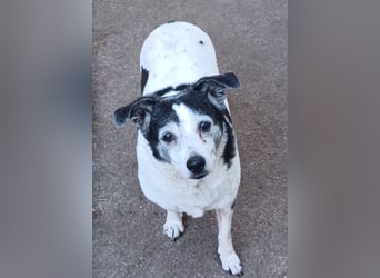 Xipsy, sucht dringend Altersruhesitz