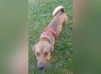 Nano, a.d.Tierschutz, sucht Happy-Home