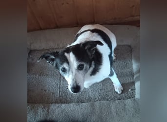 Xipsy, sucht dringend Altersruhesitz