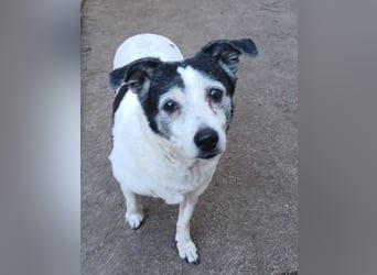 Xipsy, sucht dringend Altersruhesitz