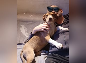 Valerio, a.d.Tierschutz, sucht Happy-Home