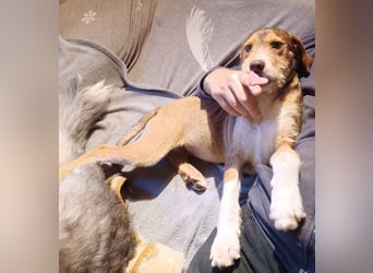 Valerio, a.d.Tierschutz, sucht Happy-Home