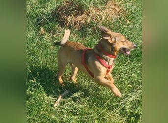 Nano, a.d.Tierschutz, sucht Happy-Home