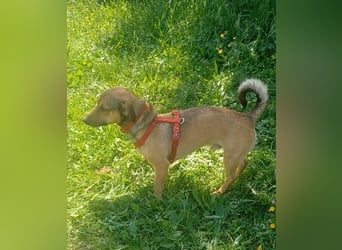 Nano, a.d.Tierschutz, sucht Happy-Home