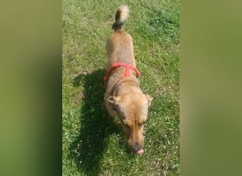 Nano, a.d.Tierschutz, sucht Happy-Home