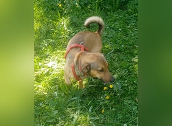 Nano, a.d.Tierschutz, sucht Happy-Home