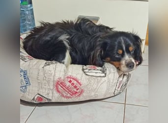 Isidoro, sucht aktive Menschen