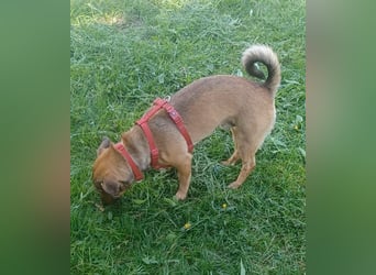 Nano, a.d.Tierschutz, sucht Happy-Home