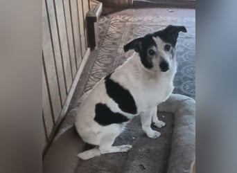 Xipsy, sucht dringend Altersruhesitz