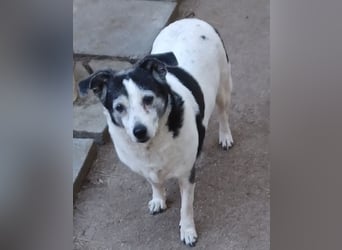 Xipsy, sucht dringend Altersruhesitz