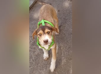 Valerio, a.d.Tierschutz, sucht Happy-Home