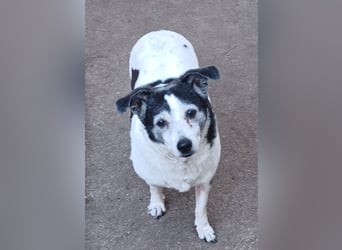 Xipsy, sucht dringend Altersruhesitz