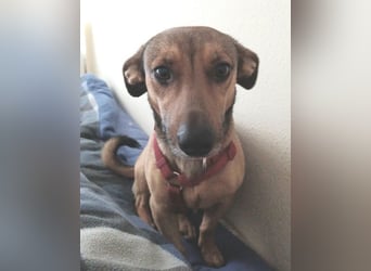 Nano, a.d.Tierschutz, sucht Happy-Home