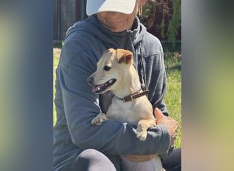 Goldschatz Emilia sucht ihre Menschen