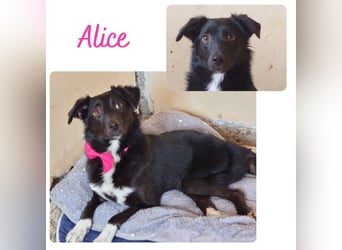 Alice (handicap)