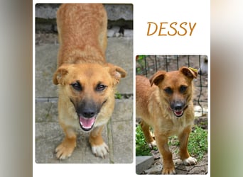 Dessy