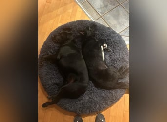 HEYHEY - Junghündin, lieb, fröhlich & verspielt