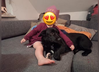 HEYHEY - Junghündin, lieb, fröhlich & verspielt