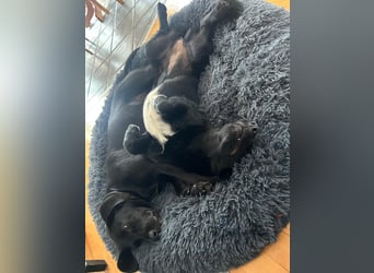 HEYHEY - Junghündin, lieb, fröhlich & verspielt