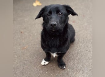 HEYHEY - Junghündin, lieb, fröhlich & verspielt