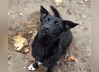 HEYHEY - Junghündin, lieb, fröhlich & verspielt