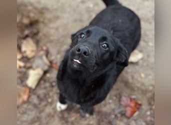 HEYHEY - Junghündin, lieb, fröhlich & verspielt