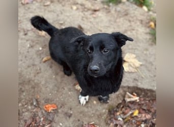 HEYHEY - Junghündin, lieb, fröhlich & verspielt