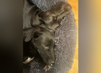 HEYHEY - Junghündin, lieb, fröhlich & verspielt