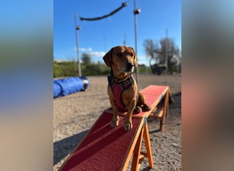 Whisky - Kamerad durch dick und dünn