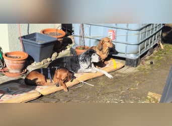 Whisky - Kamerad durch dick und dünn