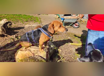 Whisky - Kamerad durch dick und dünn