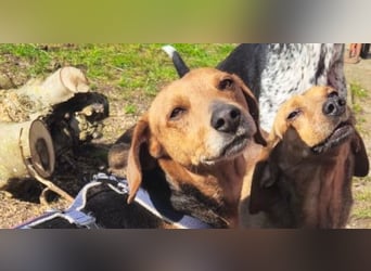 Whisky - Kamerad durch dick und dünn