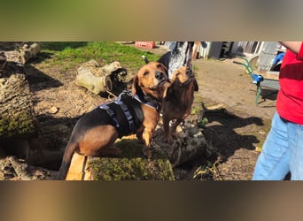 Whisky - Kamerad durch dick und dünn