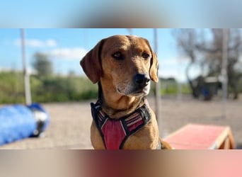 Whisky - Kamerad durch dick und dünn