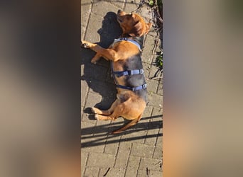 Whisky - Kamerad durch dick und dünn