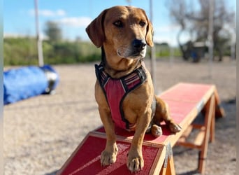 Whisky - Kamerad durch dick und dünn