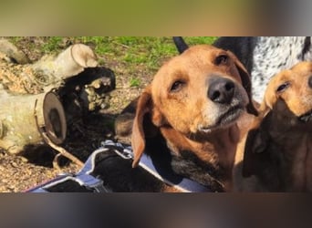 Whisky - Kamerad durch dick und dünn