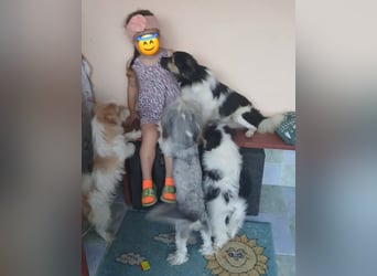 Ayoub - verschmust und kinderlieb