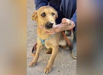 Diesel - lernwillig, freundlich und zutraulich