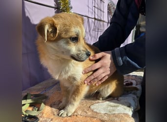 Lotte - gut verträglich - BEREITS IN DEUTSCHLAND