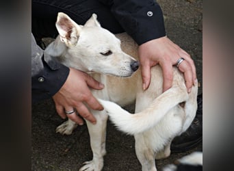 Oscar - stubenrein, brav und offen