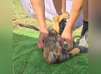 Nuri - jung und aufgeweckt