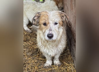 Archie - jung und verträglich
