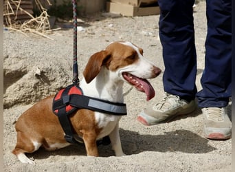 Lola - streichelbegeistert, neugierig und freundlich