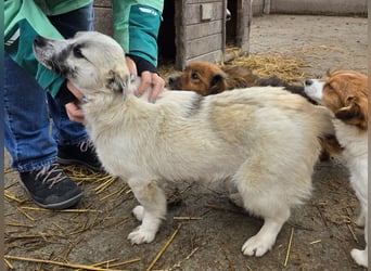 Jubata - freundlich und verschmust
