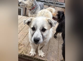 Jubata - freundlich und verschmust