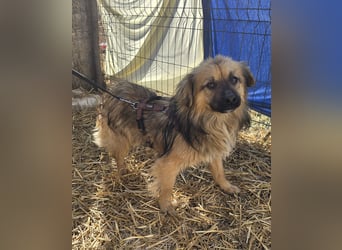 Carlo - verschmust und freundlich