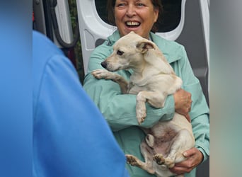 Oscar - stubenrein, brav und offen